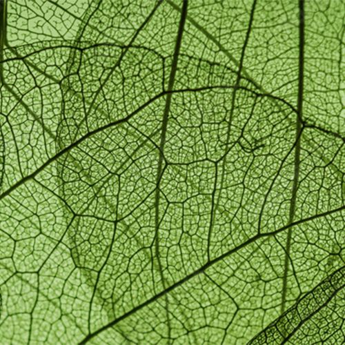 UMA NATURALIDADE REFORÇADA